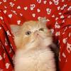 Exotic kittens 