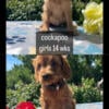 Cockapoo siblings seeking good homes