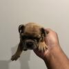Akc frenchies
