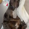 Catahoula/Australian Shepherd 