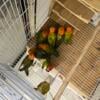 Lovebirds/conures