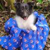 Shetland sheepdog 