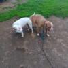 Beautiful Pure Bred American Pitbull Terrier (APBT) Puppies Ready to Go, Utd on shots & dewormed