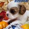 AKC Cavalier puppies 