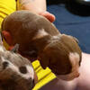 ISO show motivated co-owner for Male bully pup