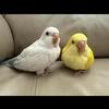 Blue and Green Crossover Quaker Parrot/Monk Parakeet Baby (DNA’d Male)