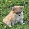 Pomeranian female puppies for sale at wrennspuppies.com