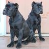 AKC Solid Black Female Cane Corso Pups Import Bloodline