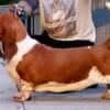 AKC Basset Hound Adult