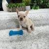 French Bulldog Puppies for Sale - $1250