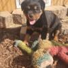 AKC German Rottweiler puppies