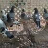 Homing pigeons