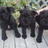 AKC Miniature Schnauzers