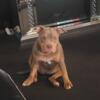 American bully 4 sale