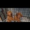 Miniature poodles AKC