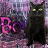 Exotic Munchkin Mix adorable older kittens Need homes soon! 