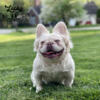 Stud alert! Or make an offer to purchase!   Indiana fluffy French bulldog platinum lilac