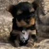 Beautiful AKC & CKC Yorkshire Terrier Female Puppies Available