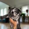 LONG HAIRED FRENCH BULLDOGS FOR SALE