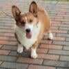 Adult corgi