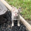 New Shade Full Fluffy Frenchie (Female)