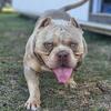 American Bullies