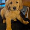 AKC Registered Golden Retriever Puppies