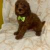 Beautiful cavapoo puppies