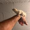 Ruby Leucistic Female Sugar Glider!