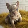 Chocolate/Rojo Frenchies Available