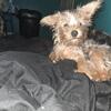 Yorkie mix puppy girl!