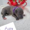 AKC Great Dane Puppies (full rights)