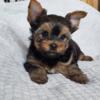 Yorkie Puppy For Adoption