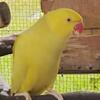 Indian ringneck female