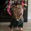 Rehoming English Bulldog-REDUCED