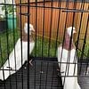 Fancy pigeons, high flyers, show birds, komorner, serbian, iranian , afghan, baku , Armenian , Toghi