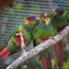 Blue-throated Conures