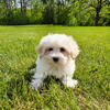Health Certified Maltese/Bichon Puppies!