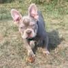 French Bulldog Female Rare Isabella