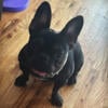 6 month old black & tan female French bulldog available