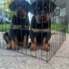 Akc Rottweiler puppies