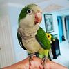 Green Quaker Parrot for sale