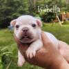 Platinum Isabellas French Bulldog puppies