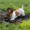 TEDDY ROOSEVELT TERRIER/RAT TERRIER TYPE B (short legs)