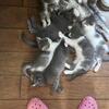 Mama cat