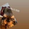Yorkshire terrier