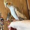 Hand fed and tamed White face/Cinnamon Cockatiel