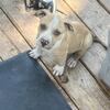 Apbt pitbull game dog  all SOLD