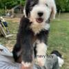 Old English Sheepdog Puppies