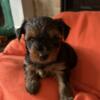 AKC Yorkshire Terrier Puppies arrived 5/23/24! 1 Male Available!